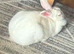 White rabbit REW Doe