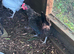 10 Chickens- All egg laying