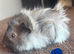 gorgeous baby guinea pigs