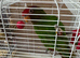 Talking lorikeet just under a year old for sale