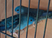 Pair of Blue Lineolated Parakeets