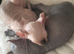 Beautiful Sphynx Kittens (Boy & Girl)