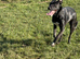 Lurcher