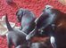 8 adorable dachshund x puppies
