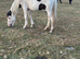 Paintbox Colt