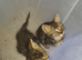 Two Gorgeous Bengal Tabby bengal mixed kittens for sale