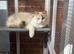 Dilute tortie ragdoll female
