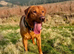 Fully Health Tested Red Fox Lab
