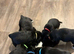 Beautiful springador puppies