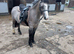 Atractive welsh gelding.