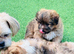 Beautiful Shetland sheepdog cross puppies