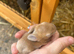6 Netherland dwarf babies