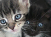 Stunning Ragdoll Cross Kittens
