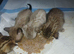 4 female bengals