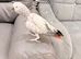 African grey parrot tame talking inc cage toys