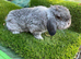 Mini lop female