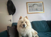 4 year old Chow Chow
