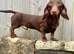 KC Reg PRA clear DNA health tested STUD!