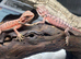 Red Monster Bearded Dragons at Birmingham Reptiles
