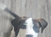 American bulldog cross