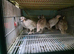 Bobwhite for sale