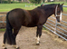 !12hh show/lead rein/ridden/family pony!