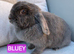 Rescue adult bunnies