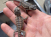 Bearded dragons