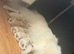 6 besutifull pomerainian puppys for sale