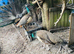 Peahen - Indian blue for sale