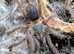 Tarantulas for sale