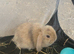 Mini lop harlequin litter. Ready 22nd August.