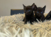 &pound;400 1f3female black smoke savanna with markings
