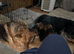 Pure straight back German Shepherds