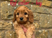 Cavapoo puppies!