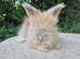 STUNNING MAXI FULL FACE ANGORA BABIES