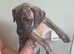 Presa canario x American bully pups ready to leave home