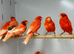 Red factor canaries
