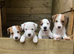 2 Beautiful jack Russell puppies