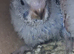 Baby budgies