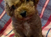 beautiful ruby red f1 cavapoo