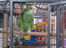 Amazon (barbadensis) and cage