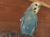 Budgies