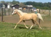 Very Flashy future children’s pony.