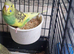 Baby budgies 2026