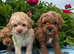 Stunning Cavapoochon