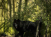 *Proven* Solid Black (Long Coat) German Shepherd