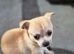 Chihuahua puppies
