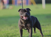 Kc registered blue Staffordshire bull terrier puppies