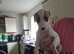 6 lurcher puppies